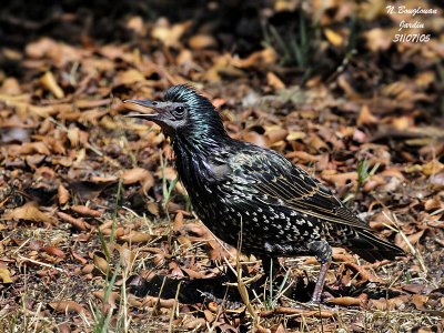 COMMON STARLING sunbathing