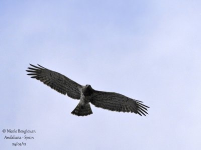 Short-toed Snake-Eagle