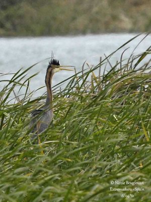 Purple Heron