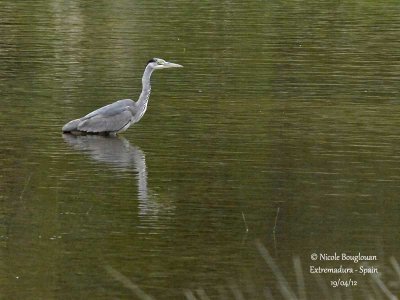 Grey Heron