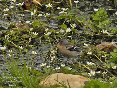 Chaffinch