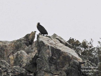 Cinereous and Eurasian Griffon Vultures