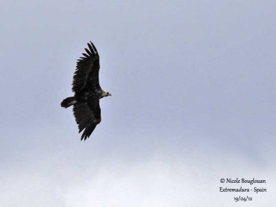 Cinereous Vulture