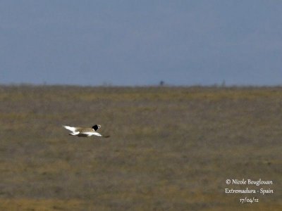 Little Bustard male