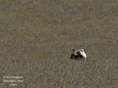 Great Bustard