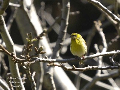 European Serin