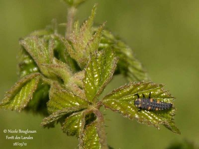 Seven-spotted Ladybeetle - Coccinella septempunctata - Coccinelle à sept points - LARVAE