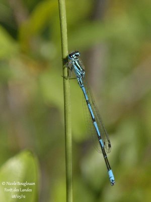 AZURE DAMSELFLY - COENAGRION PUELLA - AGRION JOUVENCELLE - Male