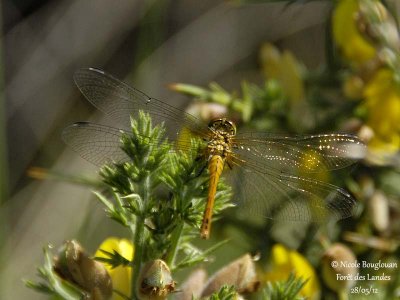 RUDDY DARTER - SYMPETRUM SANGUINEUM - SYMPETRUM ROUGE-SANG - Female