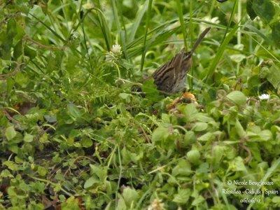 Dunnock 6817.jpg