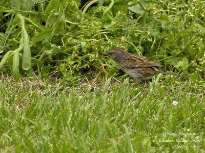 Dunnock 6807.jpg