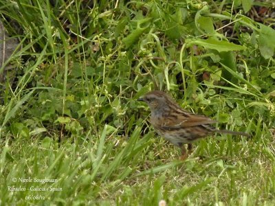 Dunnock 6801.jpg