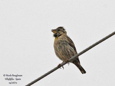 Rock Sparrow