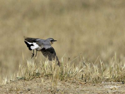 NORTHERN WHEATEAR - OENANTHE OENANTHE - TRAQUET MOTTEUX