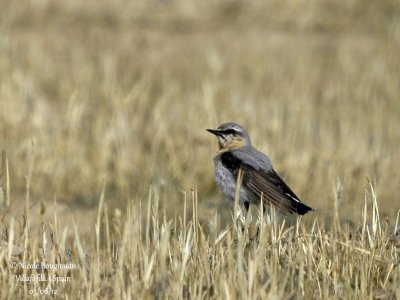 NORTHERN WHEATEAR - OENANTHE OENANTHE - TRAQUET MOTTEUX