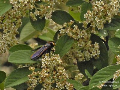 SCOLIA FLAVIFRONS