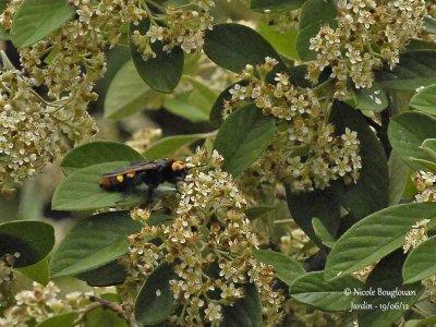 SCOLIA FLAVIFRONS