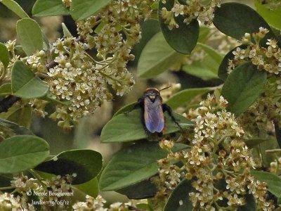 SCOLIA FLAVIFRONS