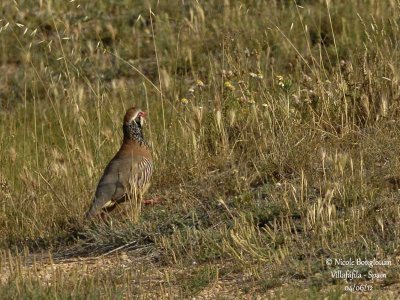 Red-legged Partridge