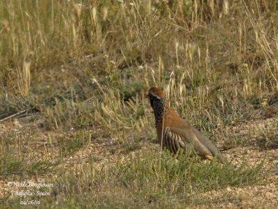 Red-legged Partridge