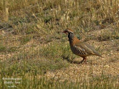 Red-legged Partridge