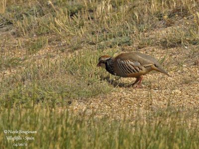 Red-legged Partridge