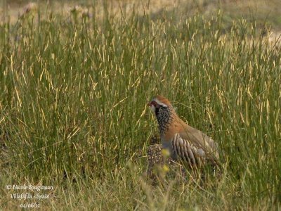 Red-legged Partridge