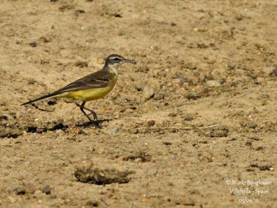 WESTERN YELLOW WAGTAIL female collecting nest materials