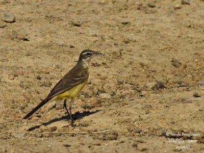 WESTERN YELLOW WAGTAIL female collecting nest materials