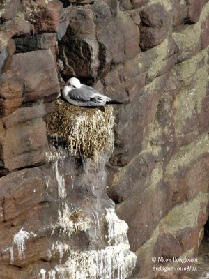 Black-legged Kittiwake juvenile