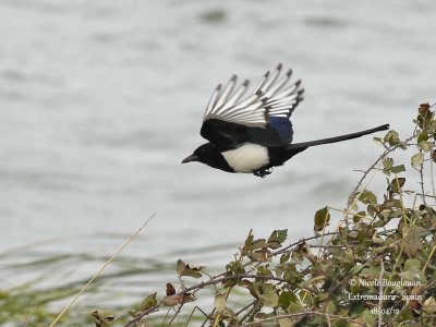 COMMON-MAGPIE