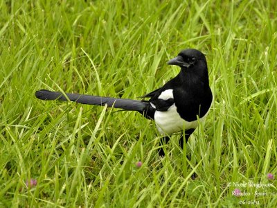 EURASIAN MAGPIE - PICA PICA - PIE BAVARDE