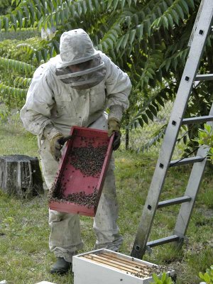 Rcupration abeilles - Bees' salvage