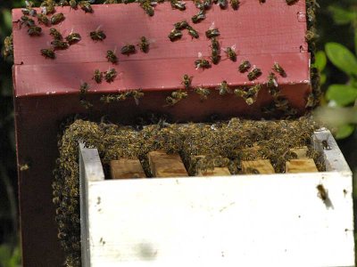 Nouvelle ruche - New hive