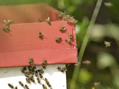 Nouvelle ruche - New hive