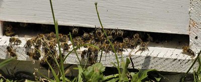 Abeille europenne - Western Honey-bee