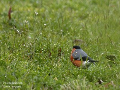 BULLFINCH - PYRRHULA PYRRHULA - BOUVREUIL PIVOINE