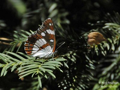 SOUTHERN WHITE ADMIRAL - AZURITIS REDUCTA - SYLVAIN AZURE