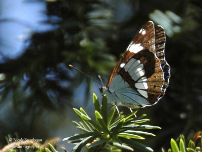 SOUTHERN WHITE ADMIRAL - AZURITIS REDUCTA - SYLVAIN AZURE