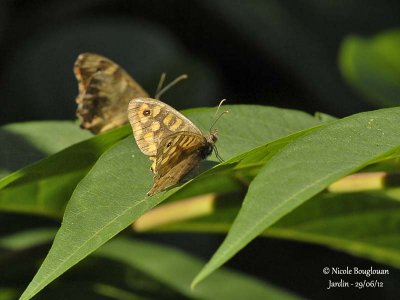 SPECKLED WOOD - PARARGE AEGERIA - TIRCIS