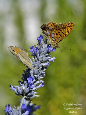 QUEEN OF SPAIN FRITILLARY – ISSORIA LATHONIA – PETIT NACRE