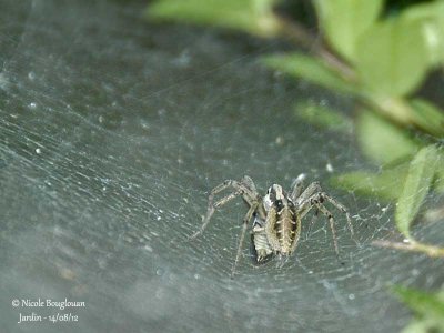 Labyrinth Spider-Agelena labyrinthica-Agélène à labyrinthe - 2012
