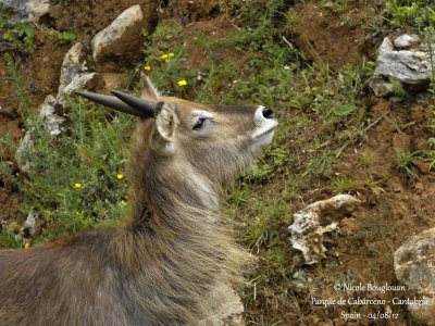 WATERBUCK – KOBUS ELLIPSIPRYMNUS – COBE A CROISSANT – COBO DE AGUA