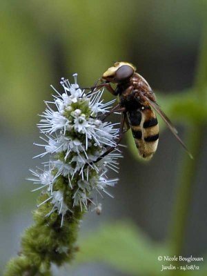 BELTED HOVERFLY – VOLUCELLA ZONARIA – VOLUCELLE ZONEE