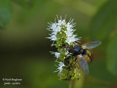 TACHINA FERA  TACHINAIRE OU MOUCHE DES CHENILLES