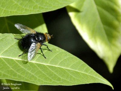 TACHINA GROSSA - ECHYNOMIE GROSSE or TACHINAIRE CORPULENTE