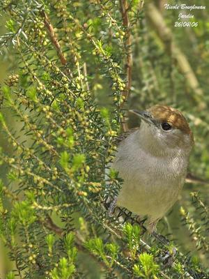 BLACKCAP-female