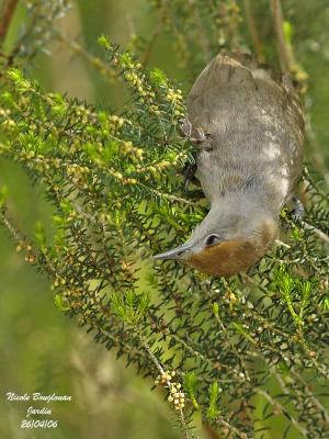 BLACKCAP-female