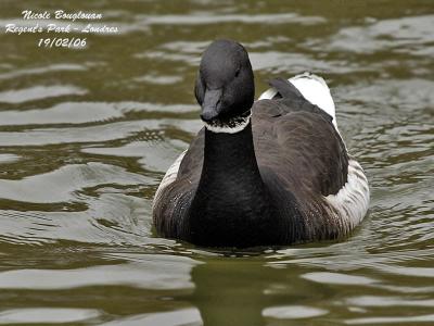 g4/12/647912/3/59321342.DarkbelliedBrentGoose.jpg