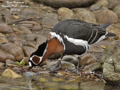 g4/12/647912/3/59321946.RedBreastedGoose.jpg